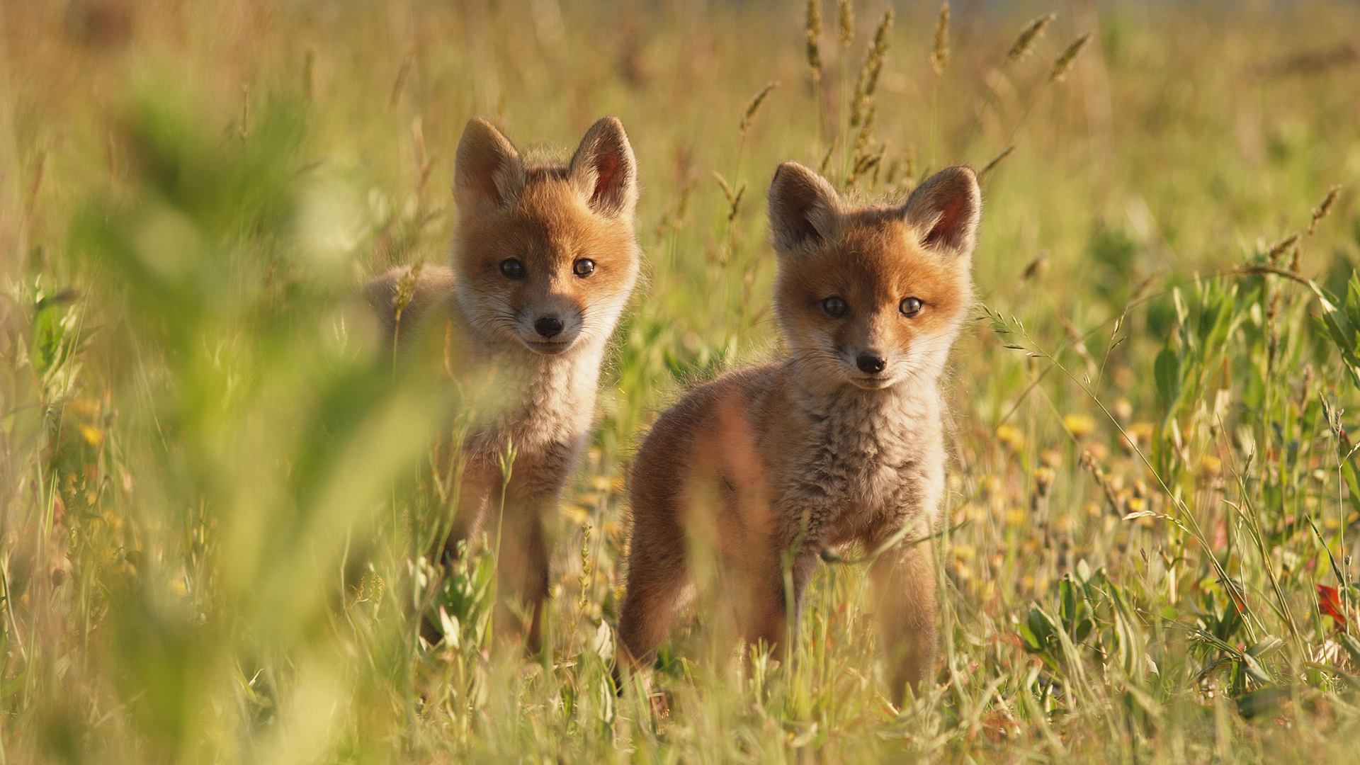 TIERWELT Live Wildes Polen