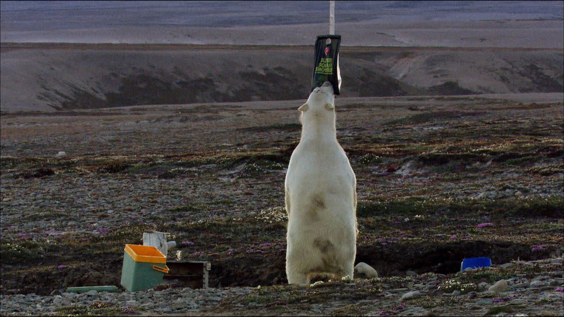 TIERWELT Live Eisbär im Camp