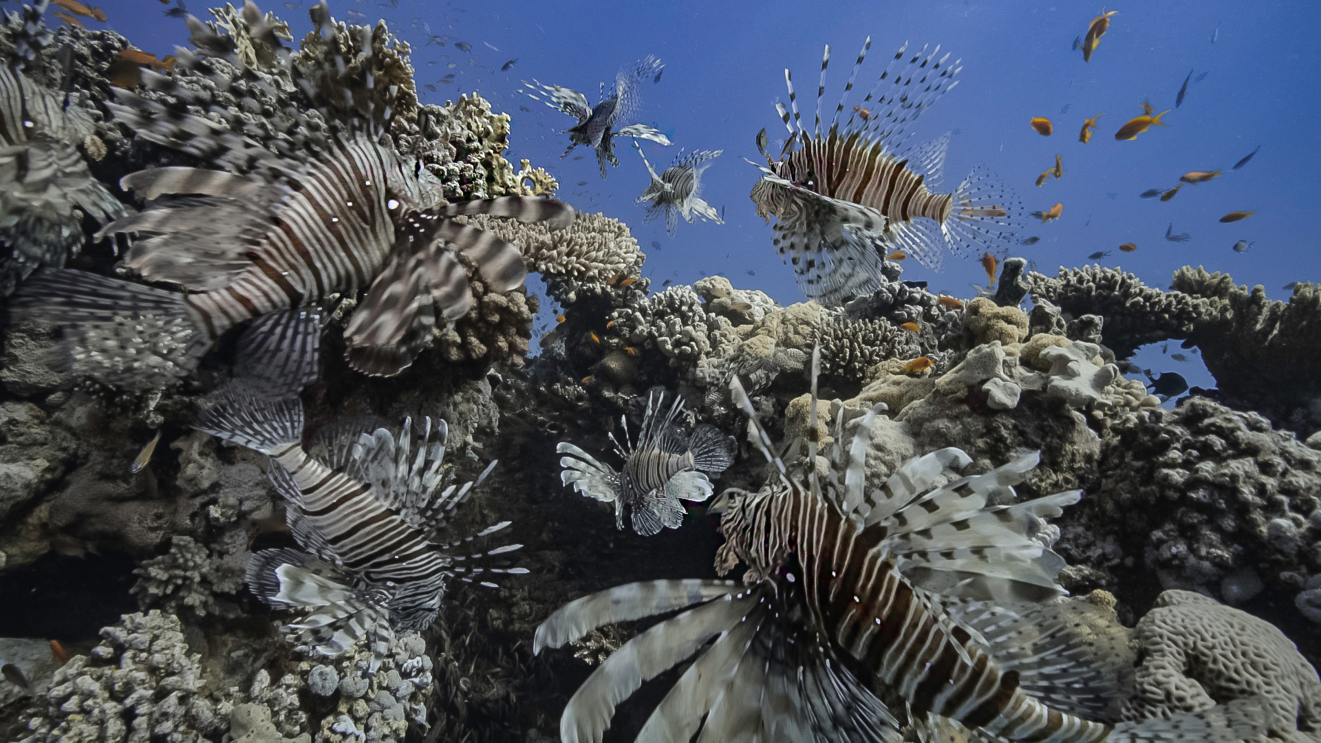 Was Sind Die Gefährlichsten Tiere Der Welt