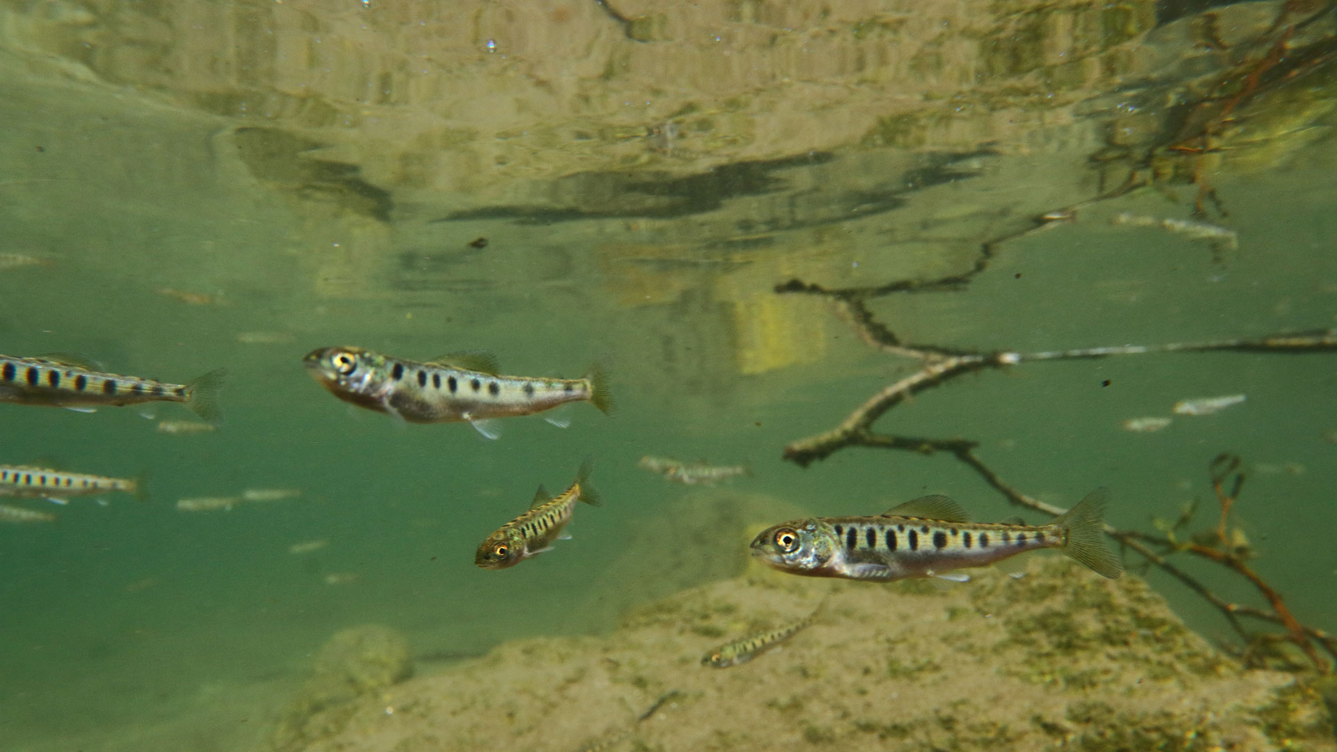 TIERWELT Live Kleine Fische ganz groß