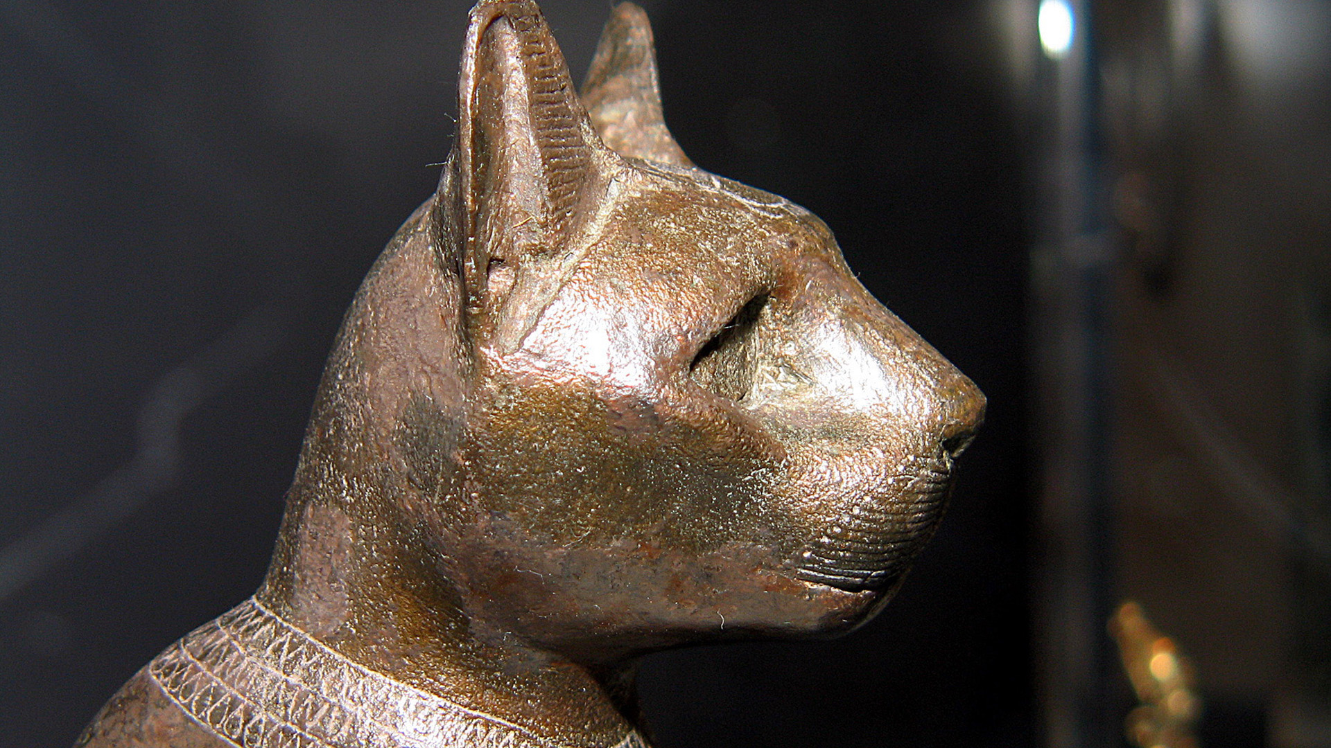 TIERWELT Live Die heiligen Tiere der Pharaonen