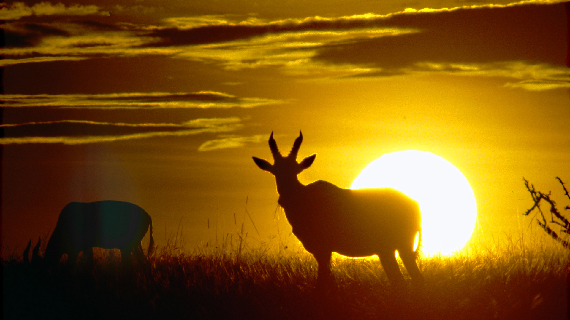 TIERWELT Live Der Mara