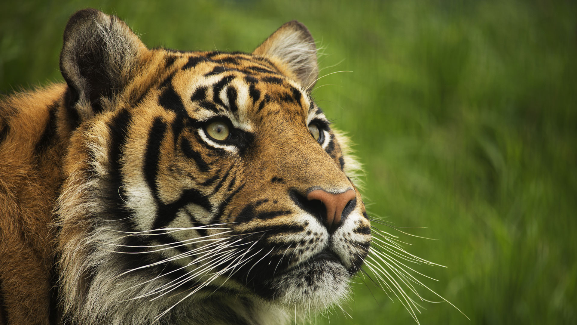 Tierwelt live leben mit dem tiger